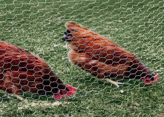 cavo di pollo di 0.5-2m Mesh Netting, rete metallica esagonale del pollame