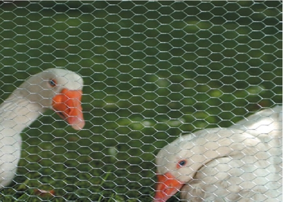 Il PVC ha ricoperto il campione libero galvanizzato del calibro di cavo della rete metallica del pollo 0.5-5.0mm