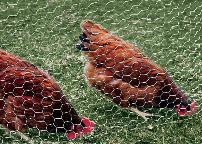 Il PVC ha ricoperto il campione libero galvanizzato del calibro di cavo della rete metallica del pollo 0.5-5.0mm